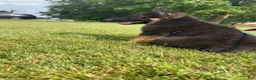 German Shepherd dogs for sale: Bluey - Ad 4