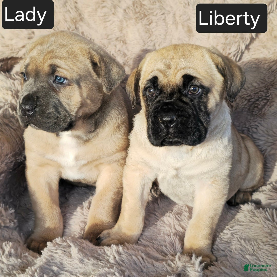 Cane Corso dogs for sale: Lady - Ad 3