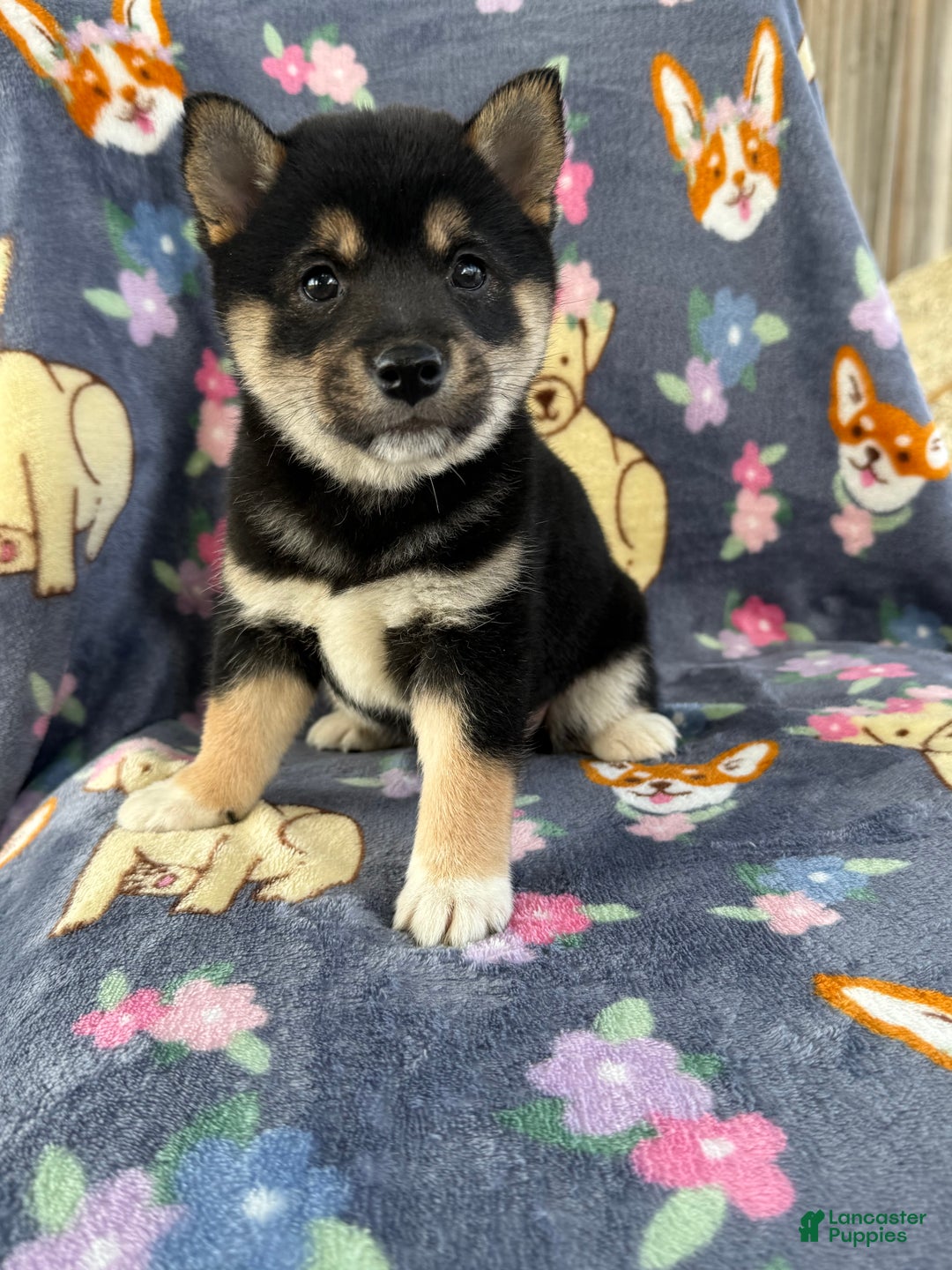 Shiba Inu dogs for sale: Bella  - Ad 2