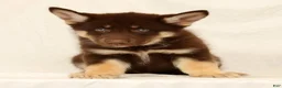 Gerberian Shepsky dogs for sale: Sarge - Ad 3
