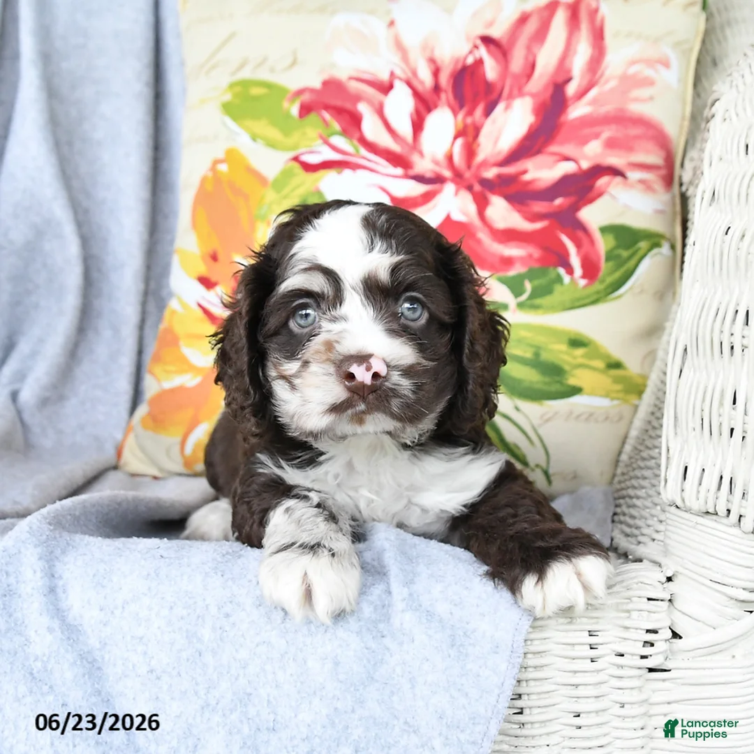 Cockapoo dogs for sale: Snicker  - Ad 3