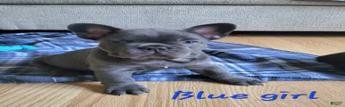 French Bulldog Puppy 3