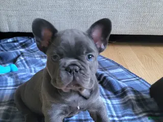 French Bulldog dogs Abijean- French Bulldog Puppy 3 - Ad 36