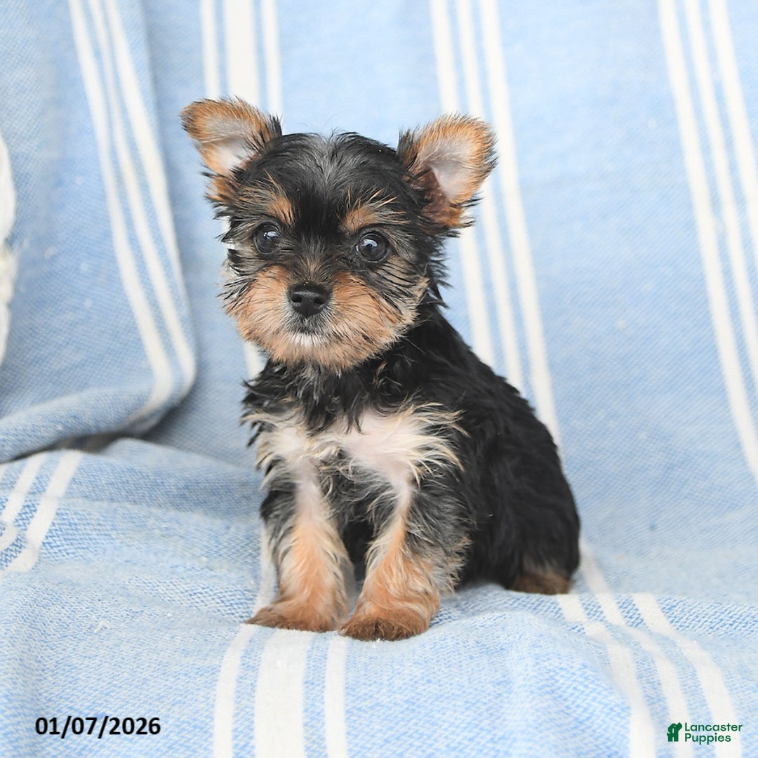 Yorkshire Terrier dogs for sale: Tina - Ad 2