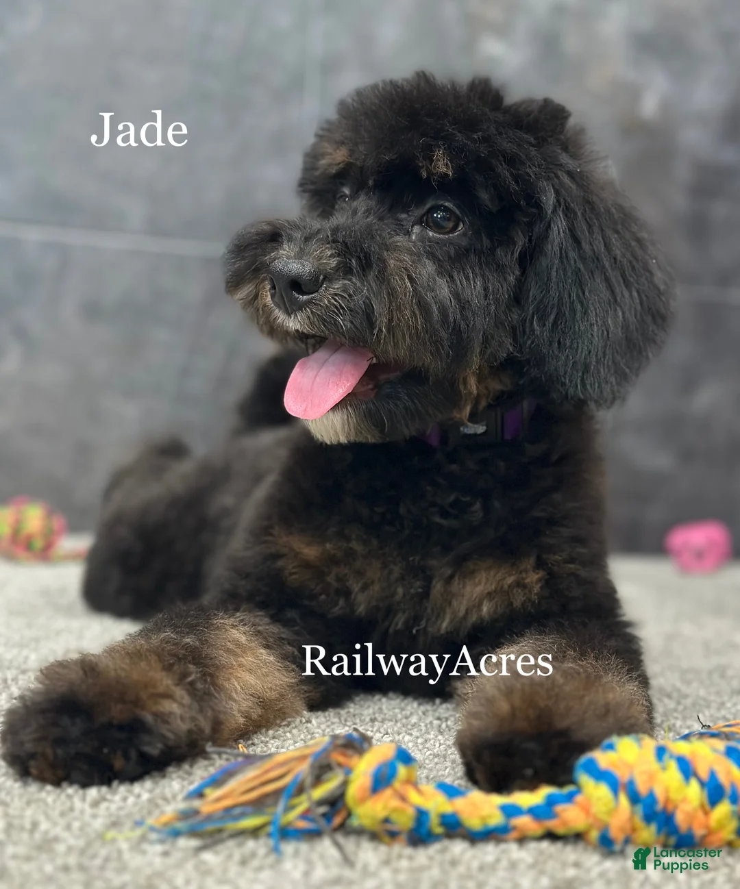Mixed Breed dogs for sale: Golden Mt Doodle - Jade - Ad 6