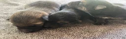 German Shepherd dogs for sale: German Shepherd 3 - Ad 1