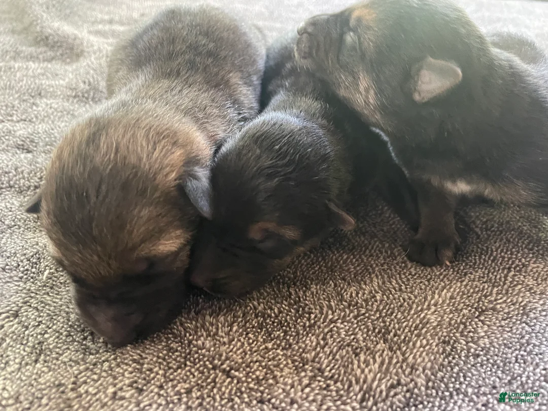 German Shepherd dogs for sale: German Shepherd 3 - Ad 1