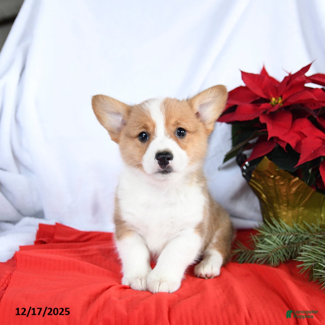 Welsh Corgi Pembroke dogs for sale: Rascal - Ad 5
