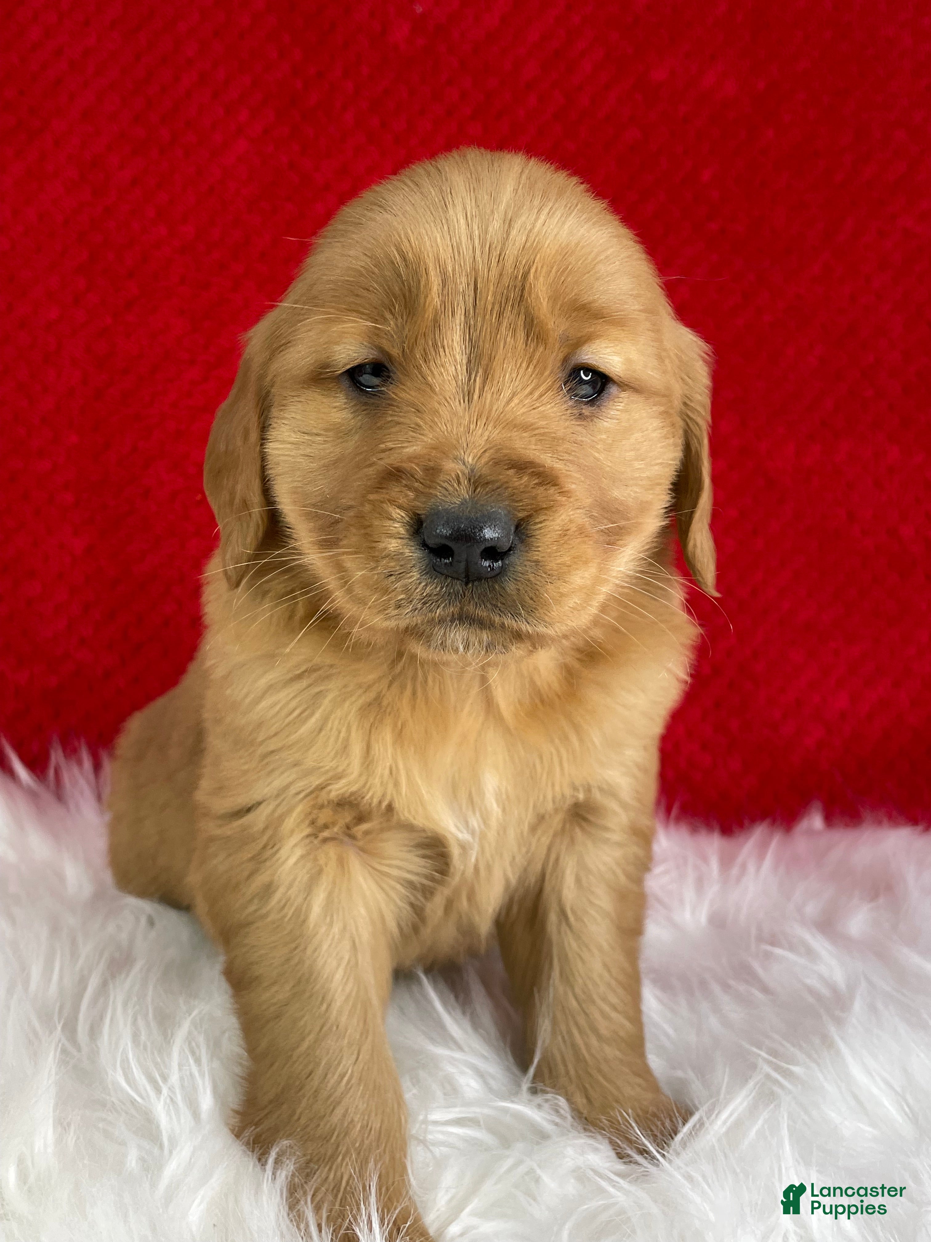 Golden Retriever dogs Belle - Ad 4