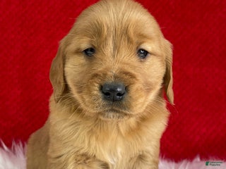 Golden Retriever dogs Belle - Ad 2