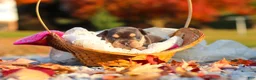 French Bulldog dogs for sale: Pumpkin - Ad 6