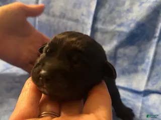 Cane Corso dogs Cane Corso Puppy 4 - Ad 6