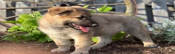 German Shepherd dogs for sale: Cooper - Ad 2