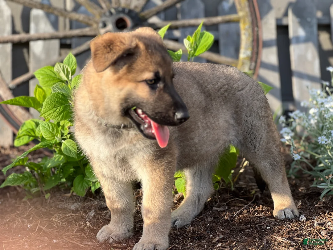 German Shepherd dogs for sale: Cooper - Ad 2