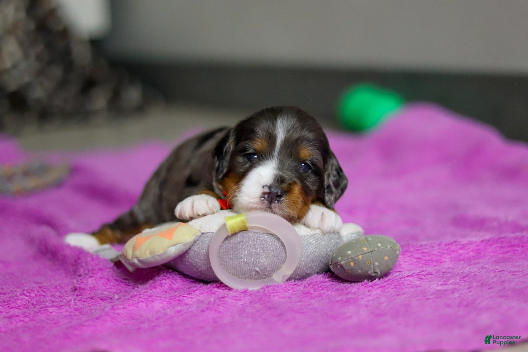 Mini Bernedoodle dogs for sale: Dakota — Male — $2499 - Ad 8