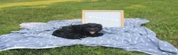 Cavapoo dogs for sale: Blackie - Ad 5