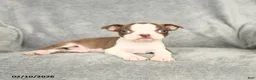 Boston Terrier dogs for sale: Dexter - Ad 3