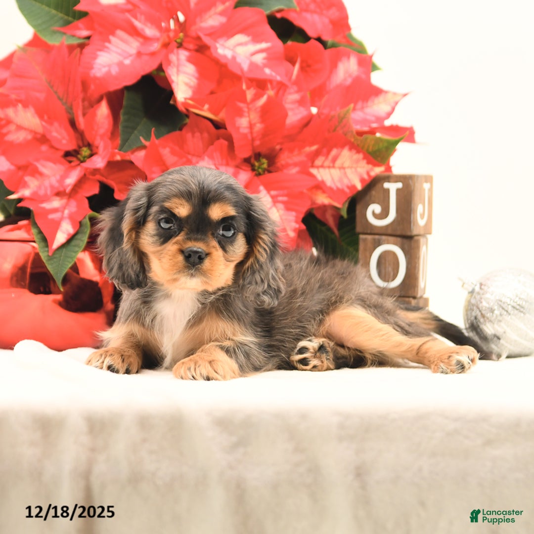 Cavalier King Charles Spaniel dogs for sale: Jack  - Ad 3