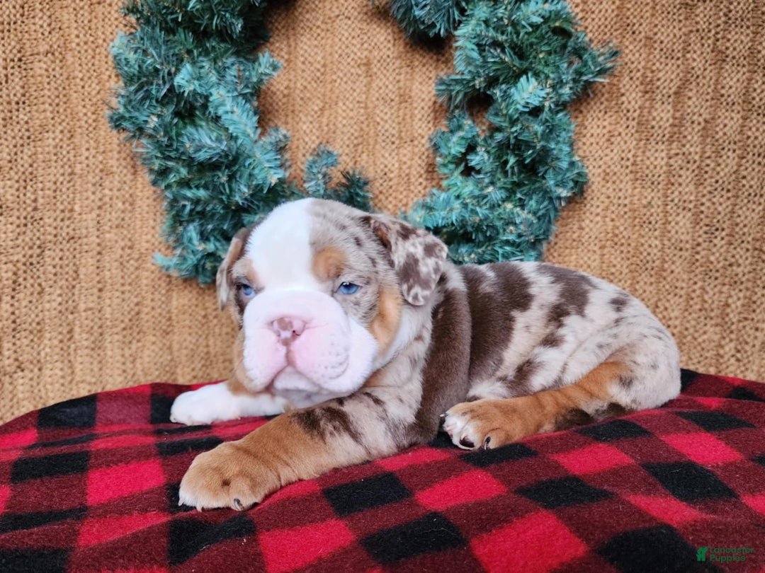 English Bulldog dogs for sale: Frisco - Ad 10