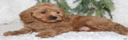 Cavapoo dogs for sale: Cavapoo 2 - Ad 3
