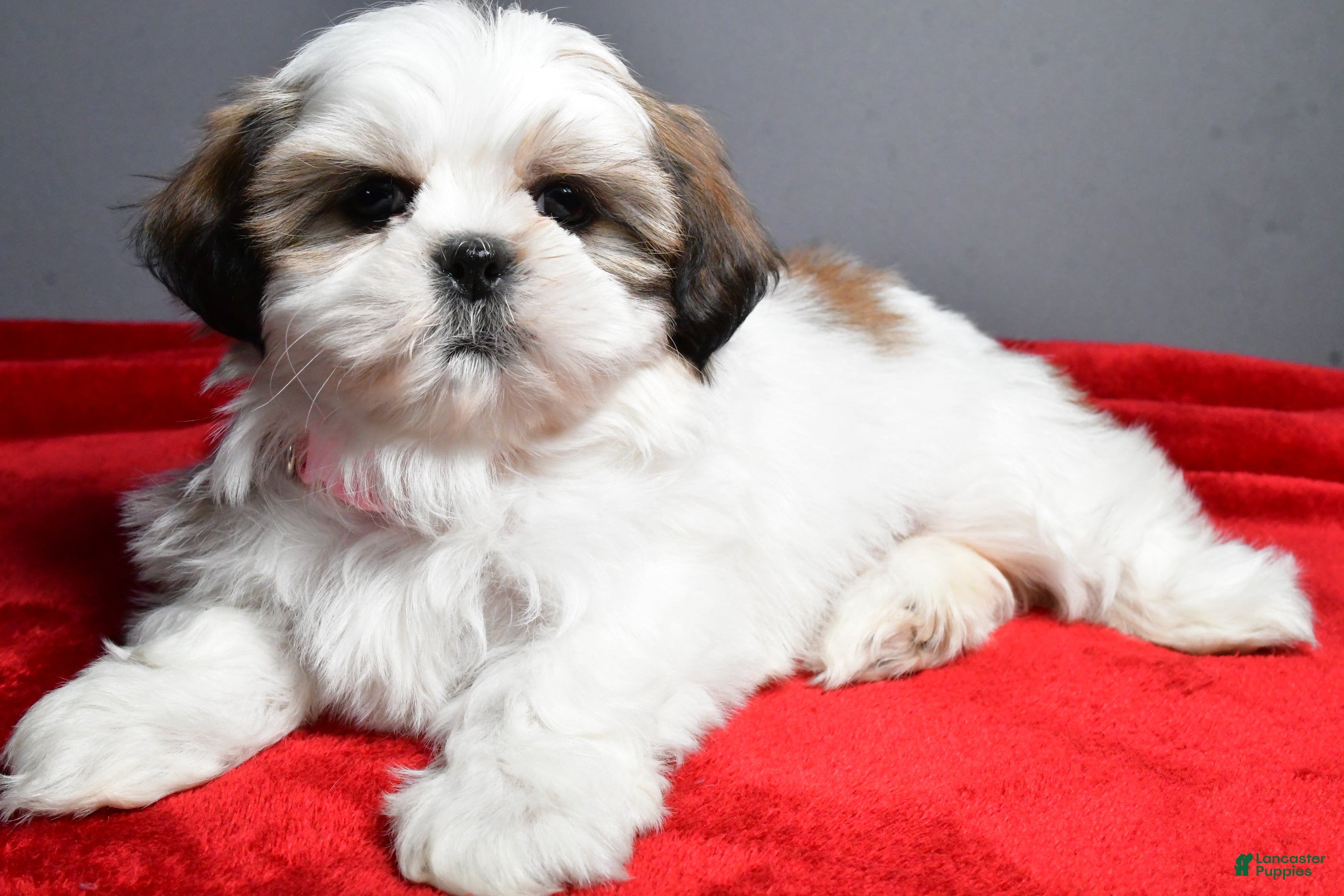 Shih Tzu dogs Arianna - Ad 2
