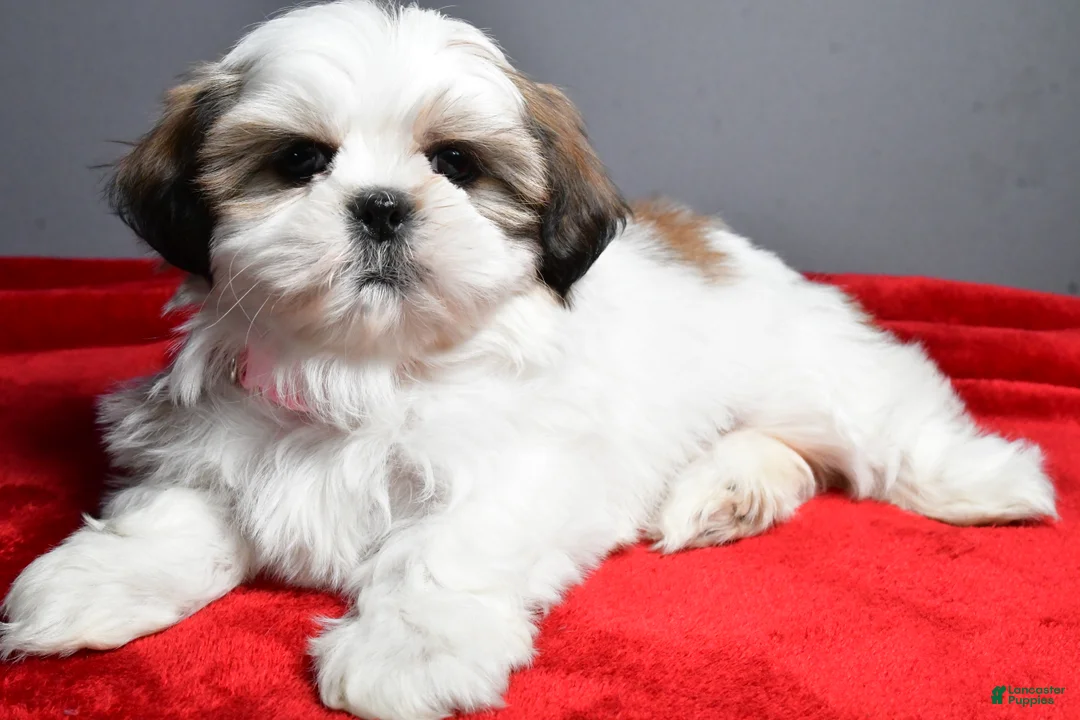 Shih Tzu dogs for sale: Arianna - Ad 2