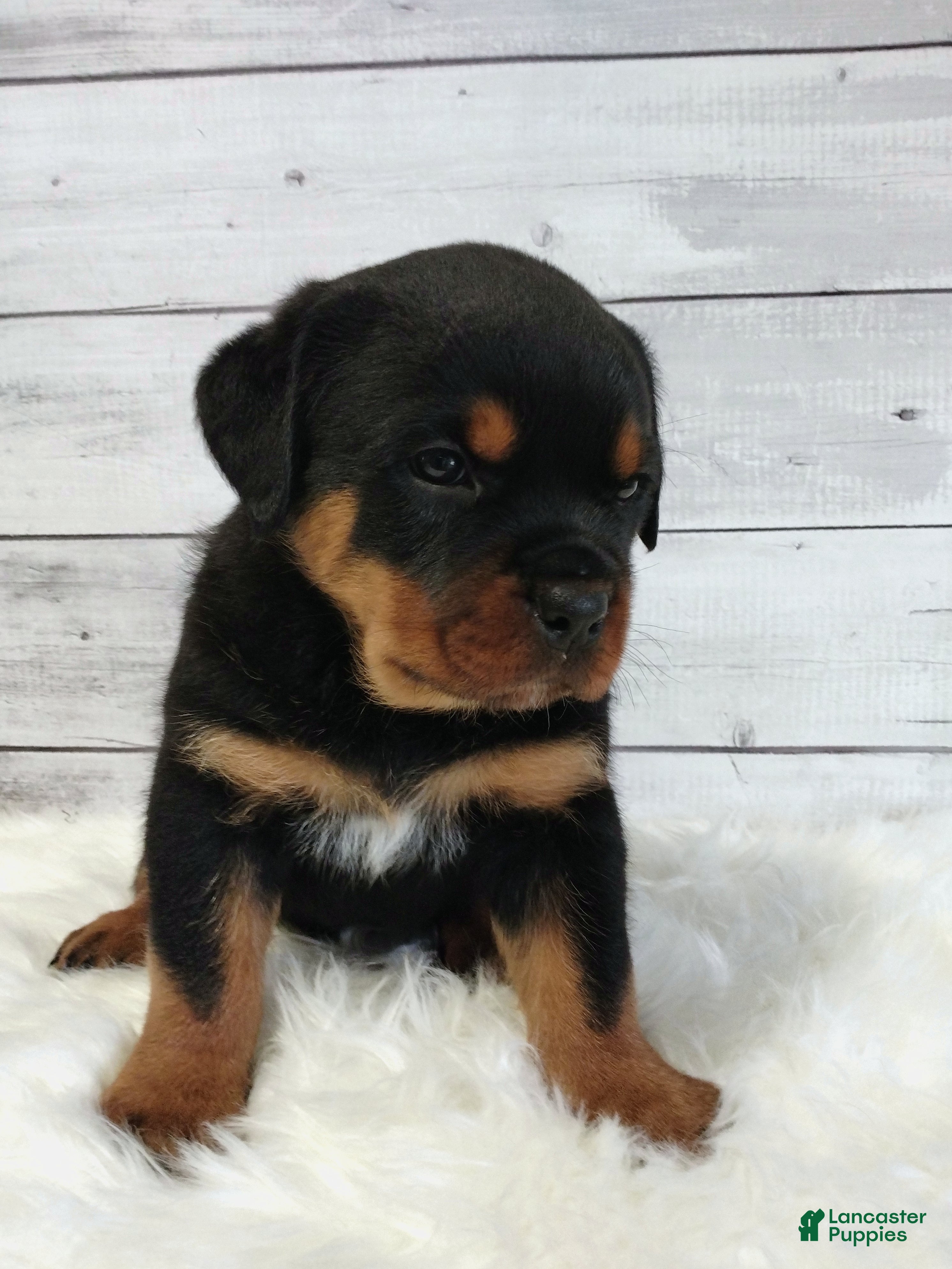Rottweiler dogs Terex - Ad 2