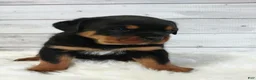 Rottweiler dogs for sale: Terex - Ad 2
