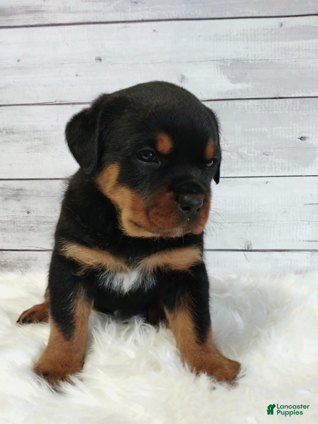 Rottweiler dogs for sale: Terex - Ad 2