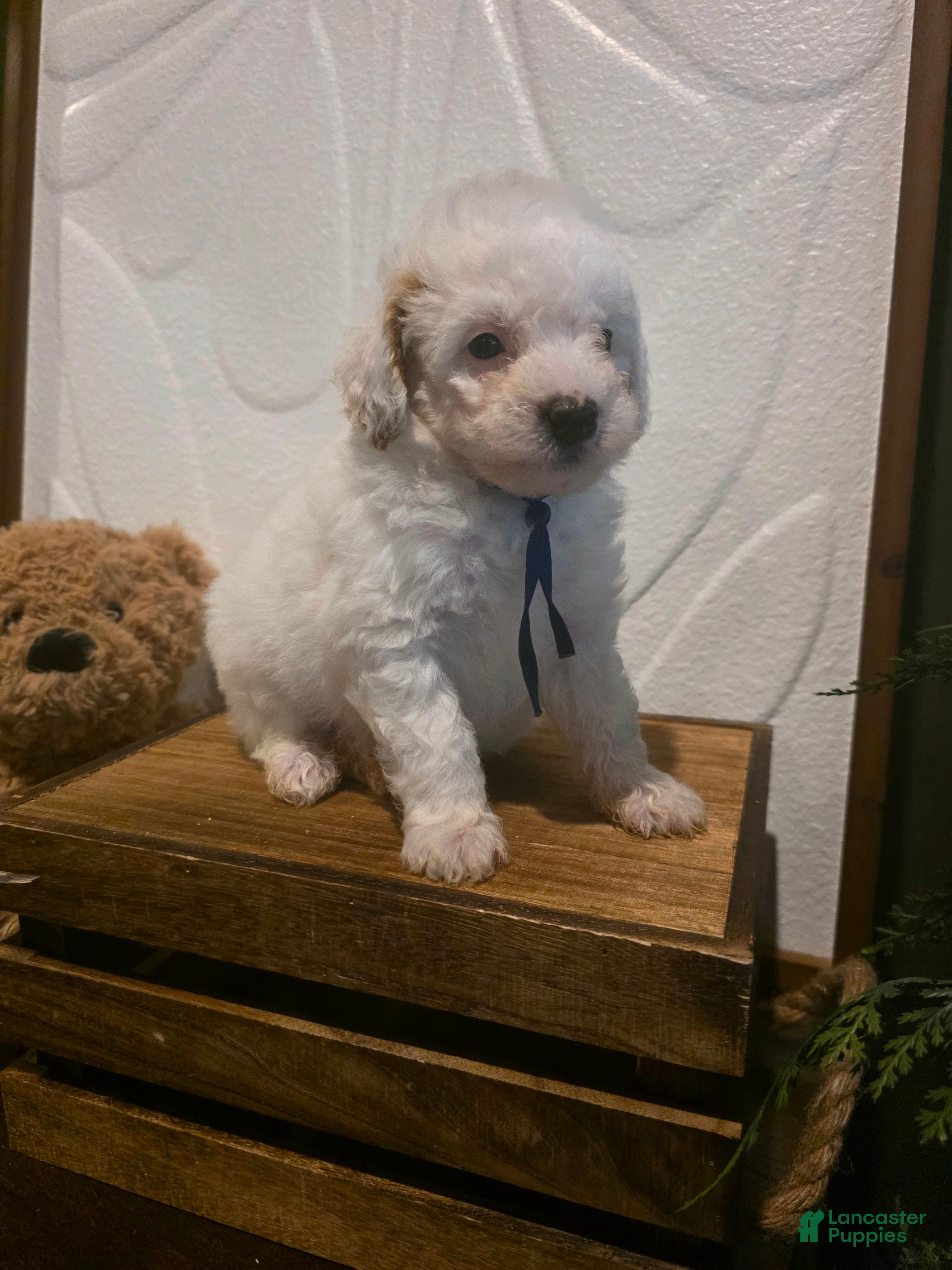 Mini Goldendoodle dogs Blue collar boy  - Ad 2