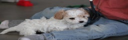 Cavapoo dogs for sale: Tonya - Ad 7
