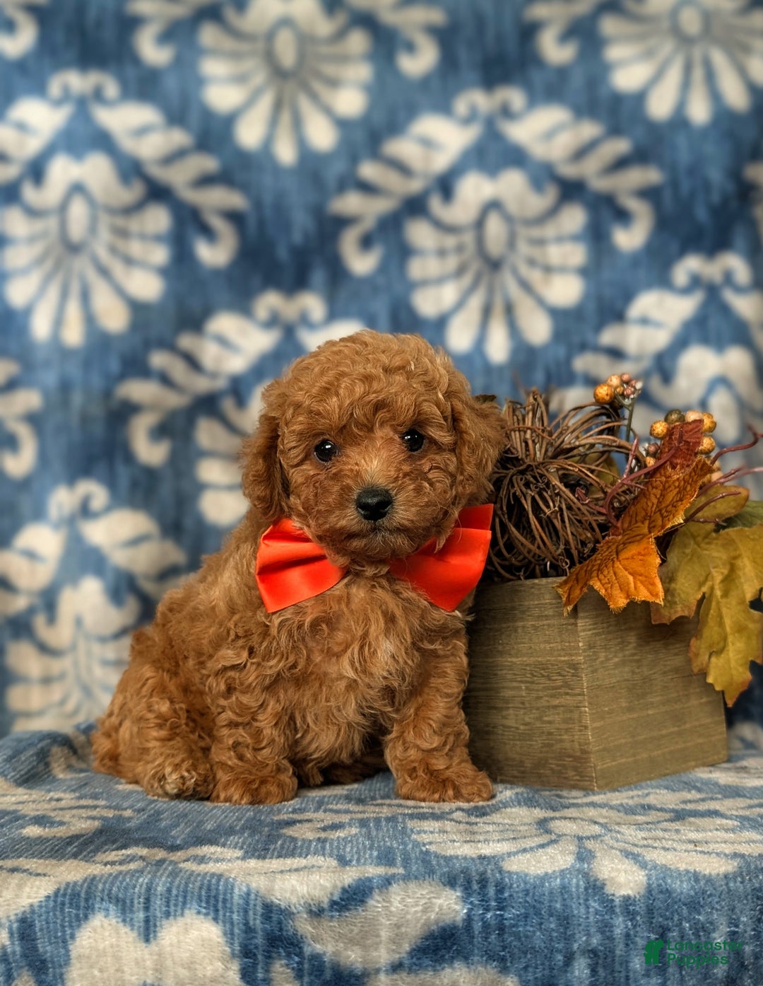 Toy Poodle dogs for sale: Vinny - Ad 3