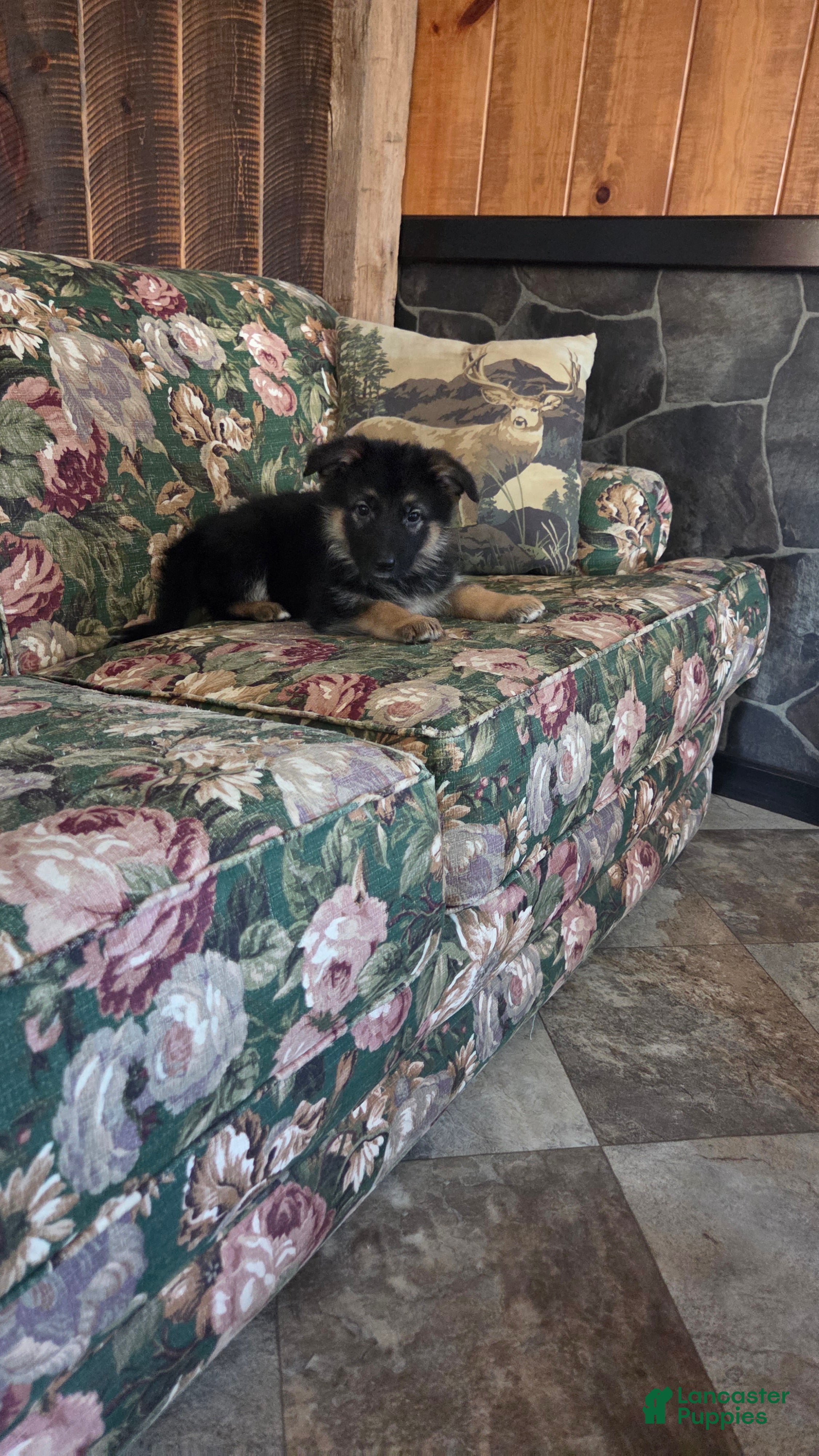 German Shepherd dogs Ellie  - Ad 2