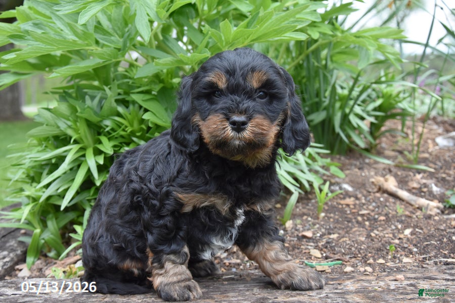 Cavapoo dogs Rover - Ad 2