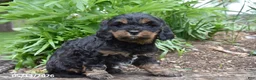 Cavapoo dogs for sale: Rover - Ad 2