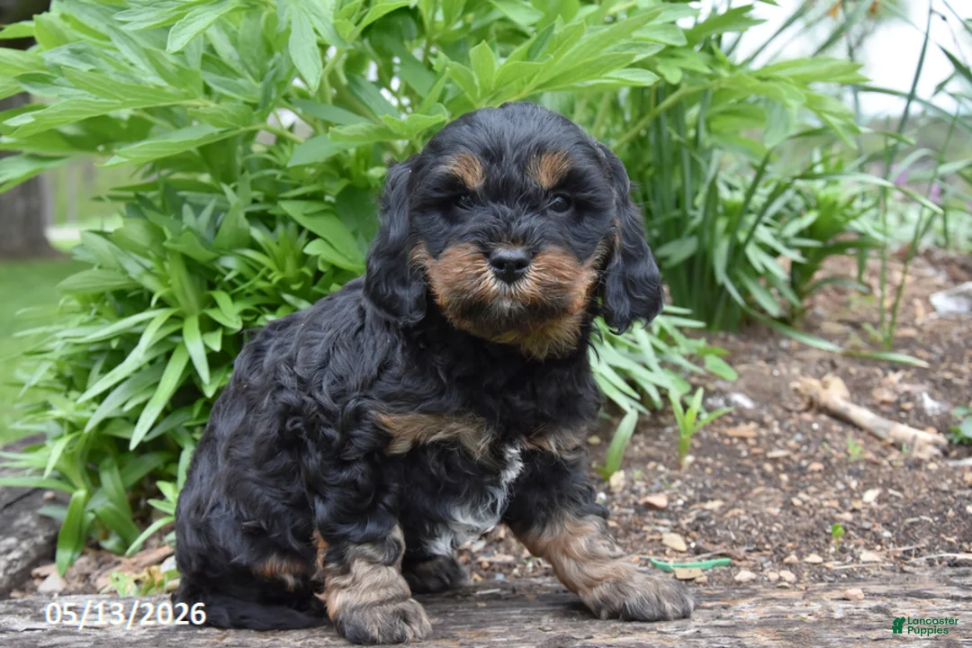 Cavapoo dogs for sale: Rover - Ad 2