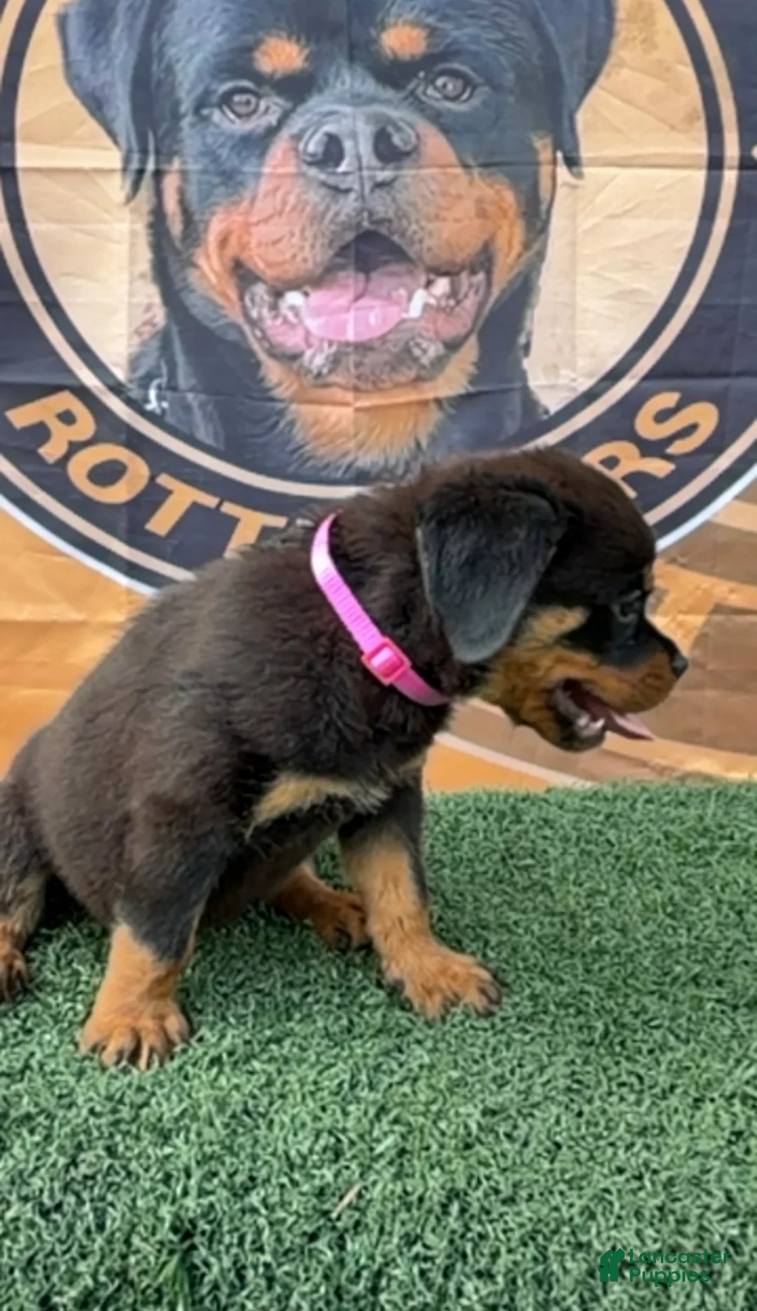 Rottweiler dogs for sale: Layla  - Ad 1