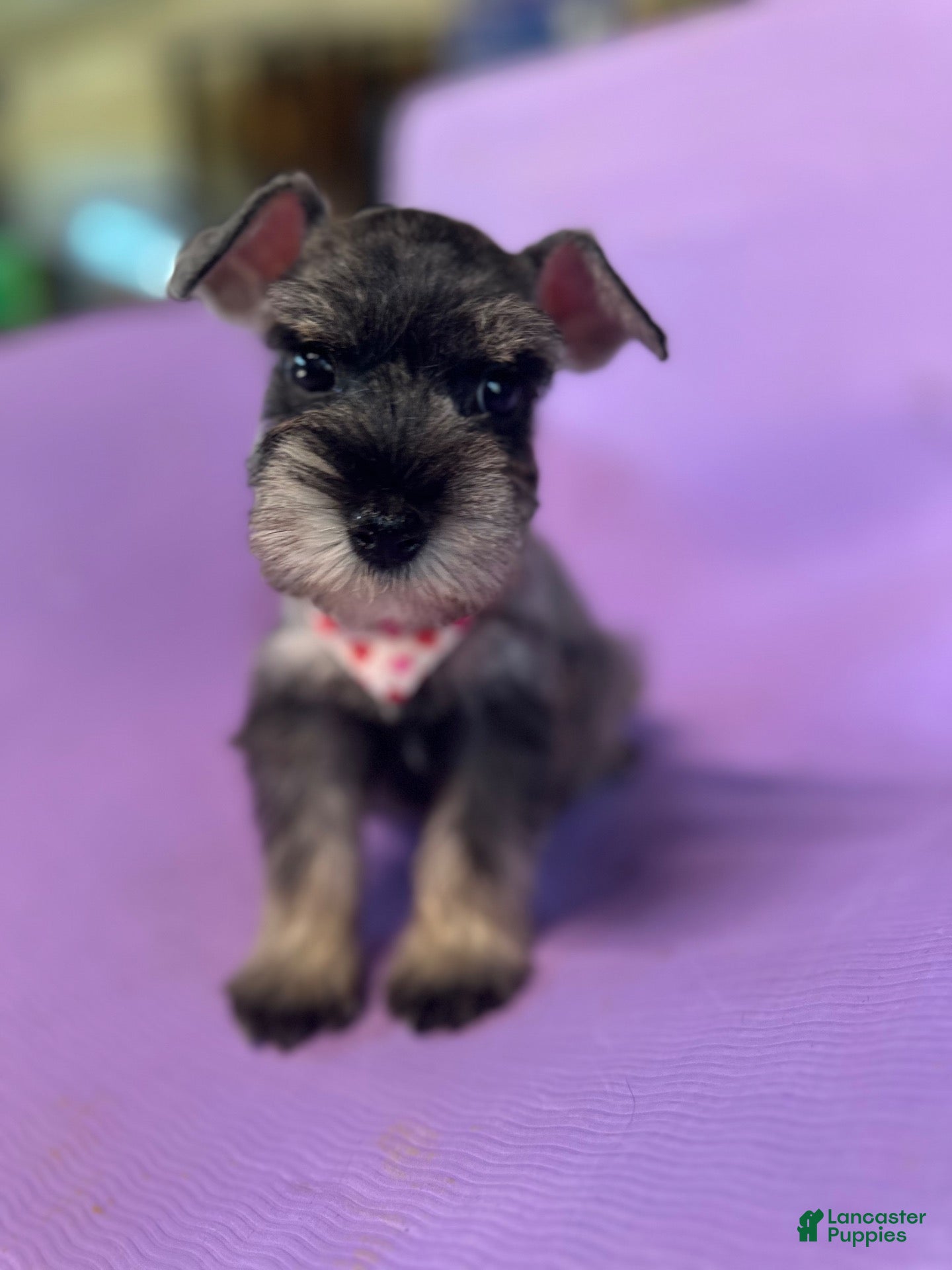 Miniature Schnauzer dogs Mia  - Ad 2