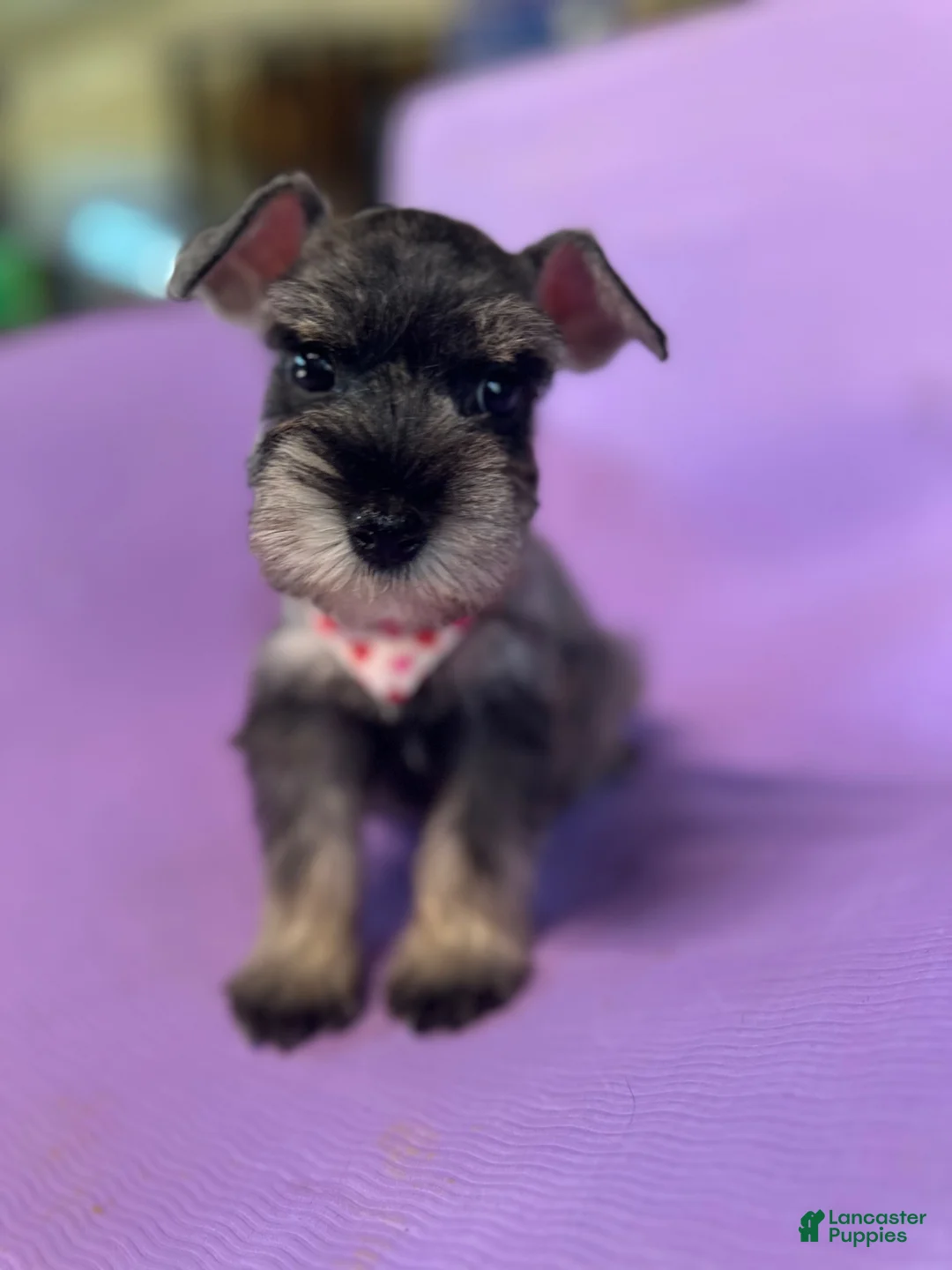 Miniature Schnauzer dogs for sale: Mia  - Ad 2