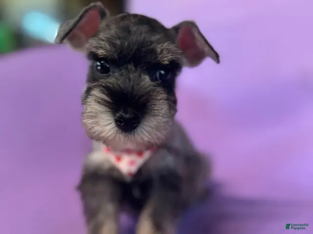 Miniature Schnauzer dogs Mia - Ad 2