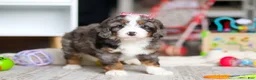 Mini Bernedoodle dogs for sale: Cali - Ad 6