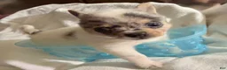 Chihuahua dogs for sale: AKC,Apple head spike,blue & white Merle  - Ad 9