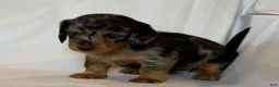 Miniature Dachshund dogs for sale: Ruby - Ad 5