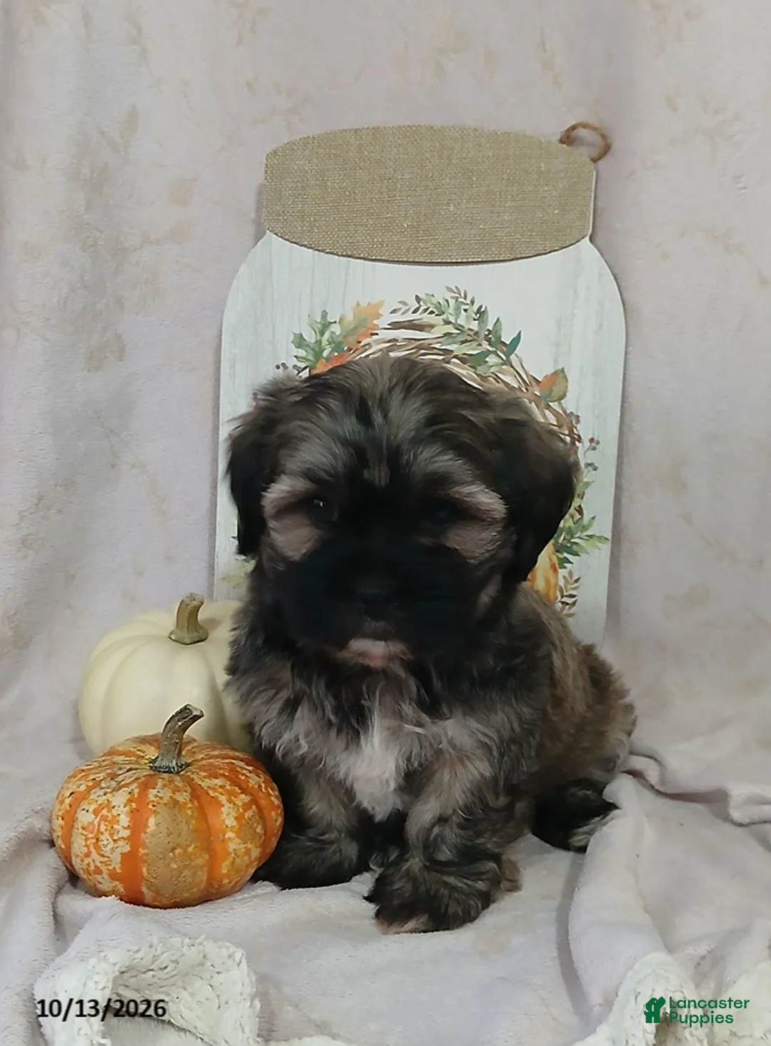 Teddy Bear dogs for sale: Lincoln - Ad 4