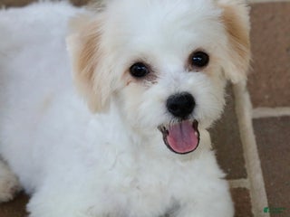 Teddy Bear dogs - Ad 10