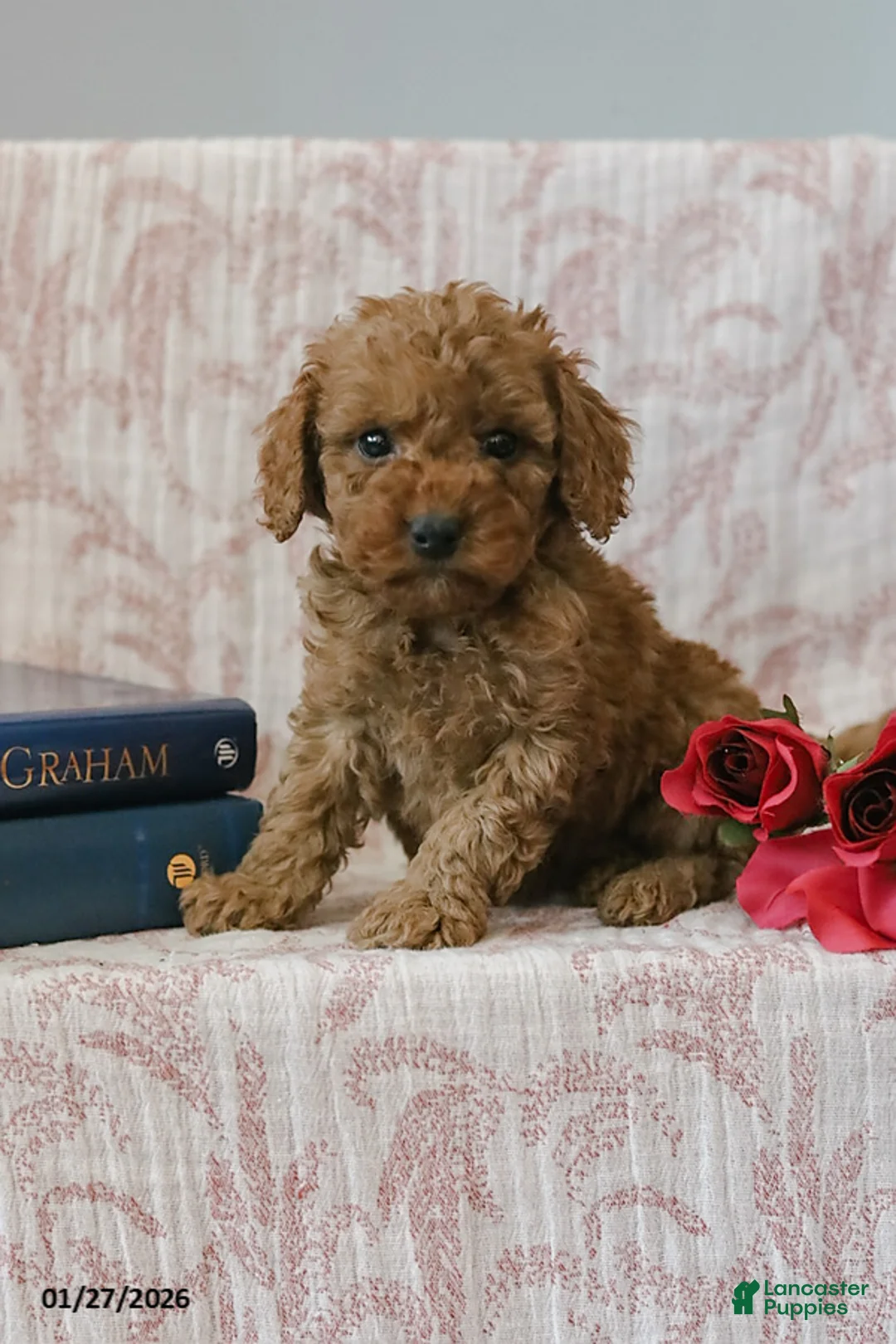 Cockapoo dogs for sale: Jadon - Ad 1