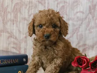 Cockapoo dogs Jadon - Ad 3