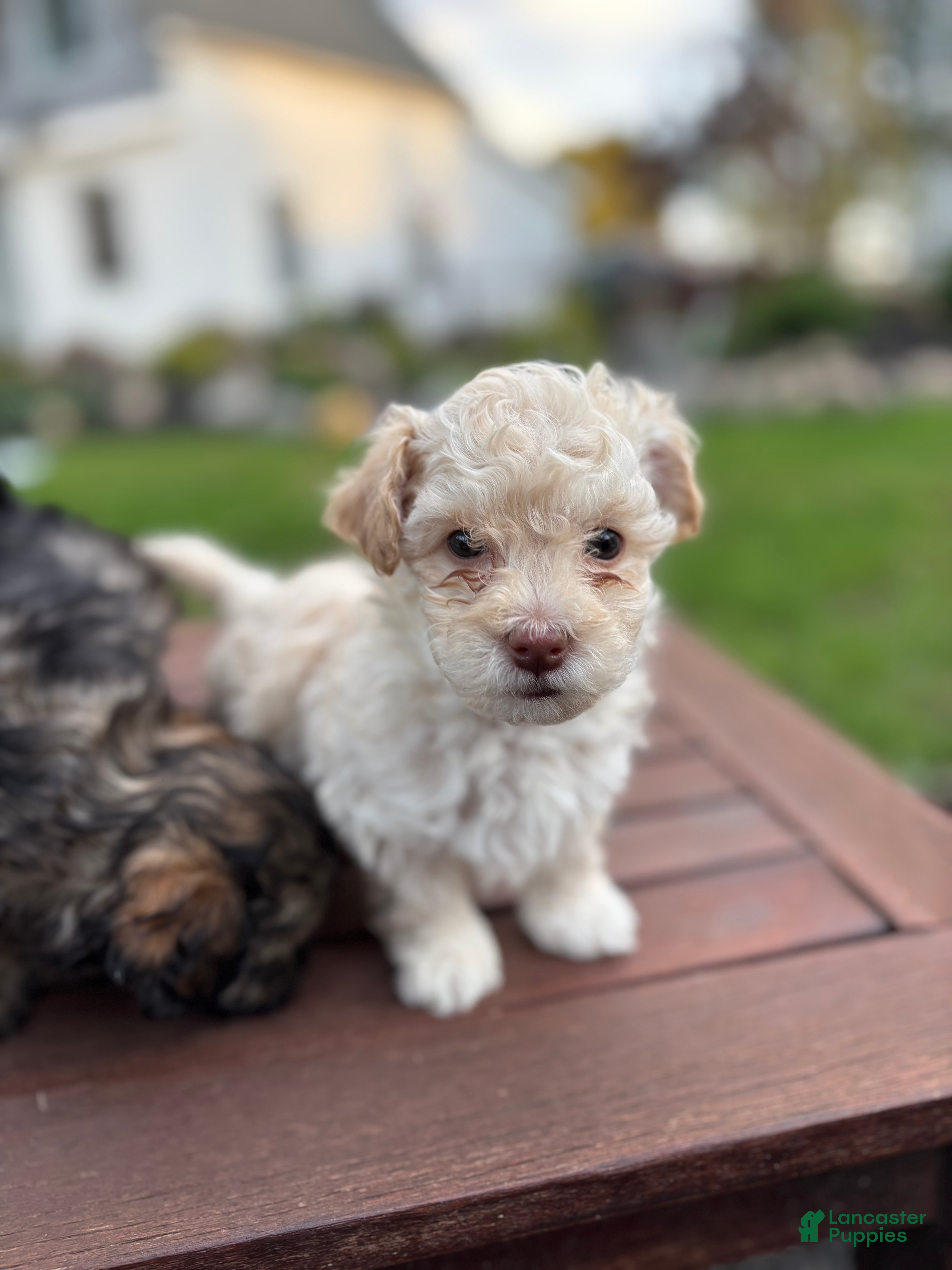 Maltipoo dogs for sale: Koby - Ad 1