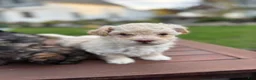 Maltipoo dogs for sale: Koby - Ad 1