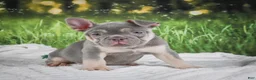 French Bulldog dogs for sale: Luke - Ad 1